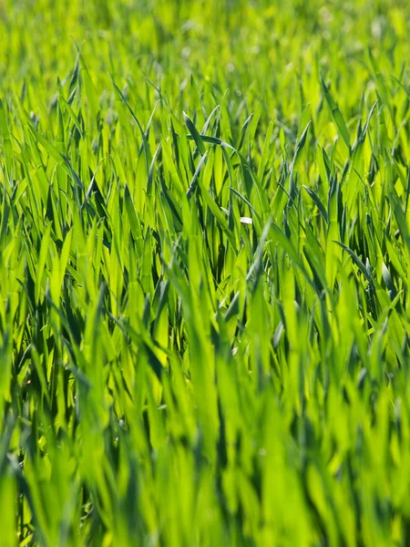 Taze genç buğday — Stok fotoğraf