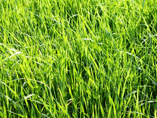 Verse gras achtergrond — Stockfoto