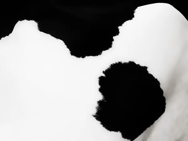 Hintergrund der Kuh — Stockfoto