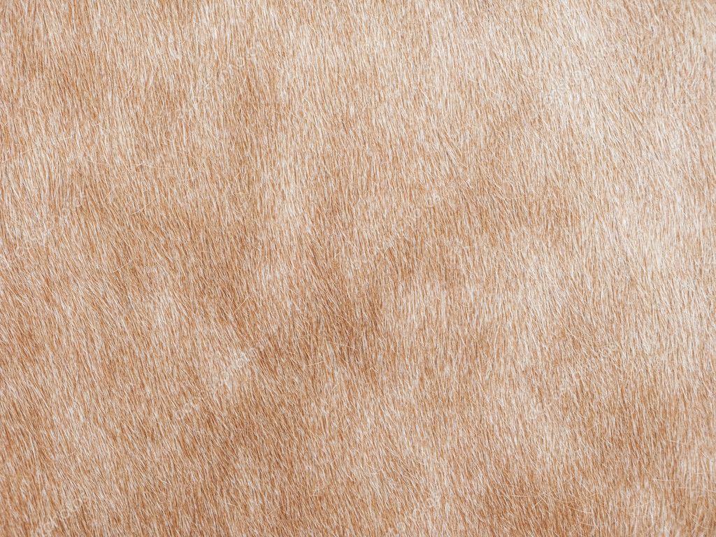 skin background stock photo 92353336 cow skin background stock photo 169 ldambies 2857021 skin background stock photo 92353336 cow skin background stock photo 169 ldambies 2857021