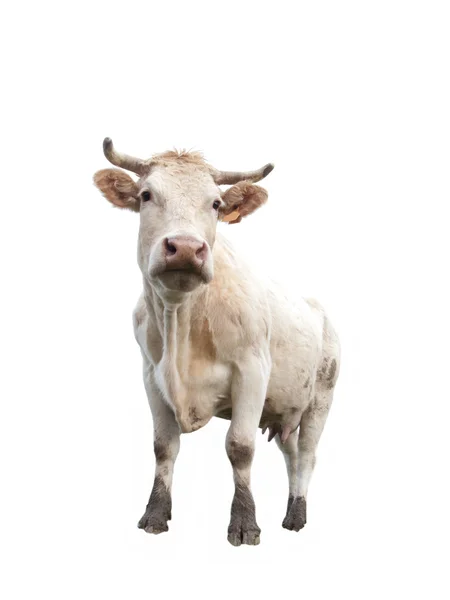 Cow on white — Stock Photo, Image