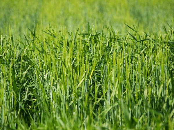Green barley — Stock Photo, Image