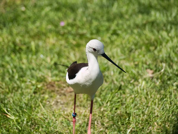 Stock image Bird