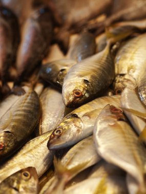 balıklar yerel pazarda yığını