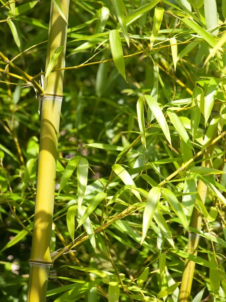 Albero di bambù — Foto Stock