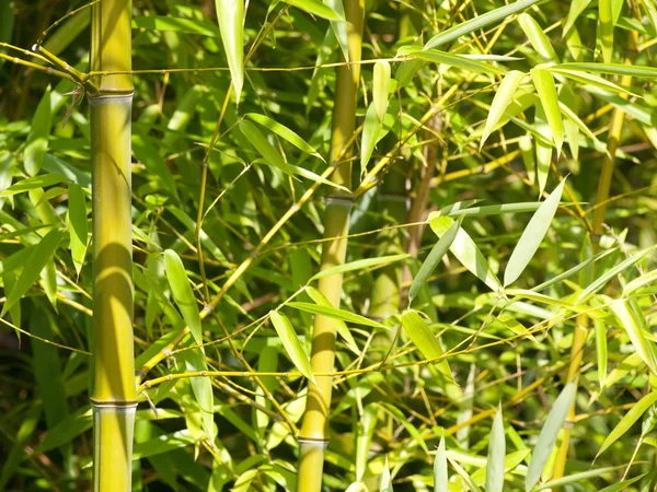 Albero di bambù — Foto Stock