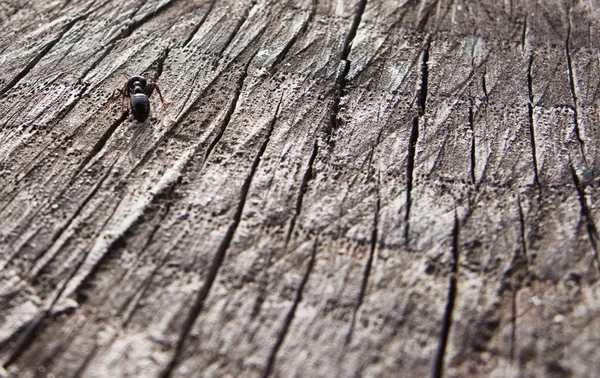 Macro formiga — Fotografia de Stock