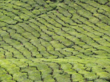 çay plantasyon