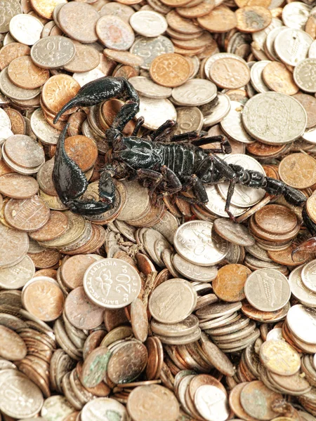Scorpion with money — Stock Photo, Image