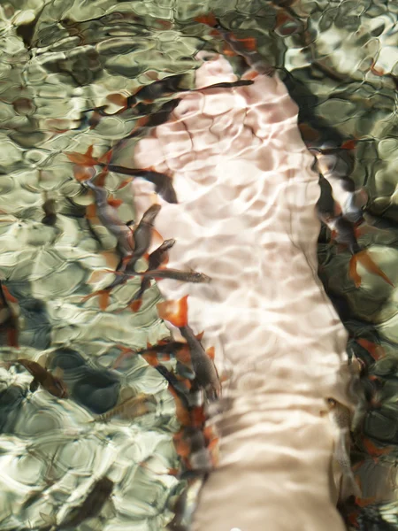 Fish spa — Stock Photo, Image