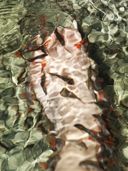 물고기 온천 스톡 이미지