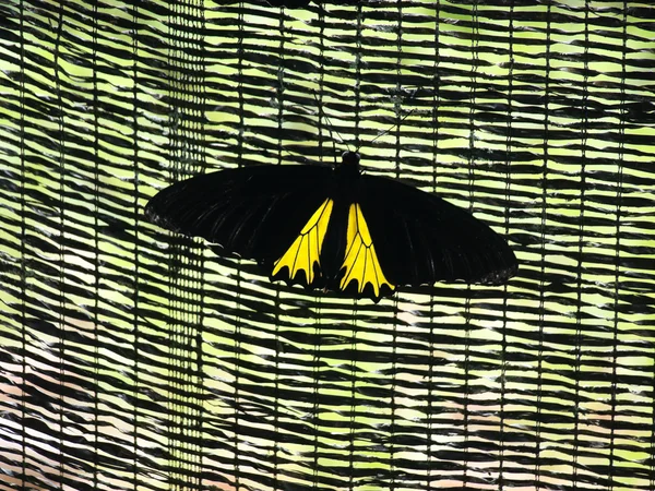 Тропічних метелик — стокове фото