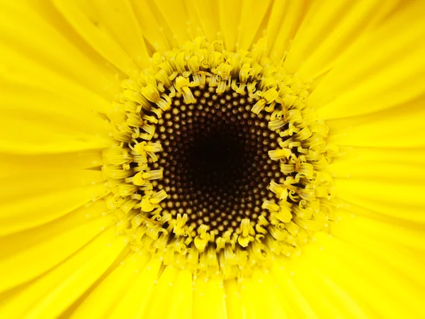 Sarı çiçek makro — Stok fotoğraf