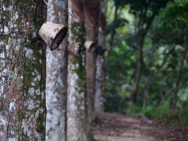 stock image Latex forest