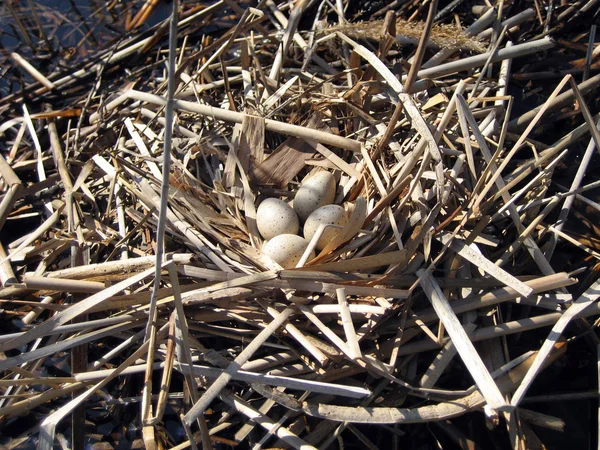 stock image Duck eggs