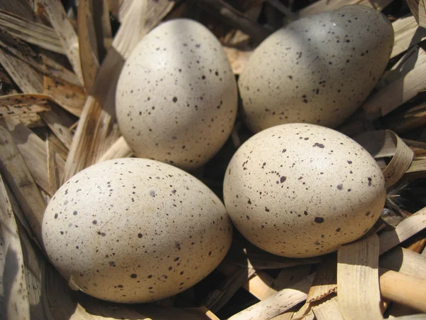 Утиные яйца — стоковое фото