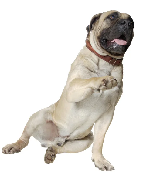 Hond van grote RAS — Stockfoto