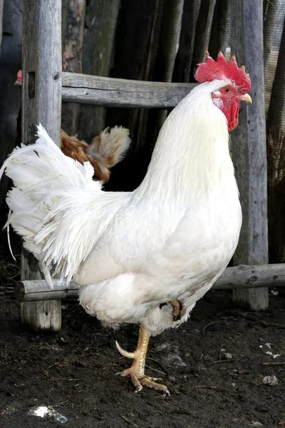 Cock — Stock Photo, Image