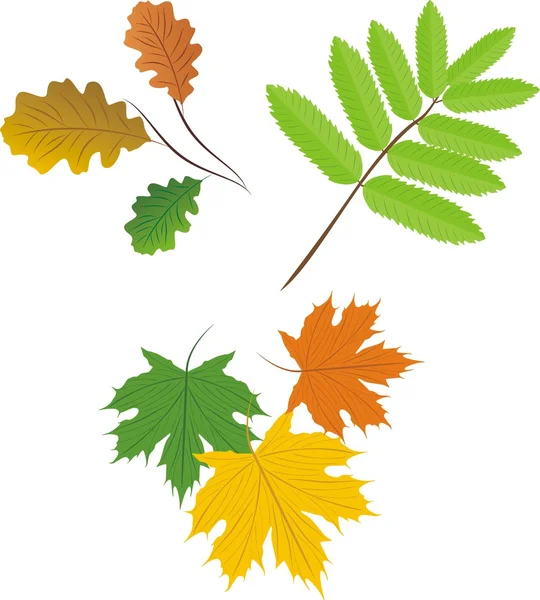 Набір листя — стоковий вектор