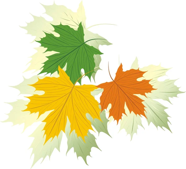 Drie varicolored esdoorn bladeren — Stockvector