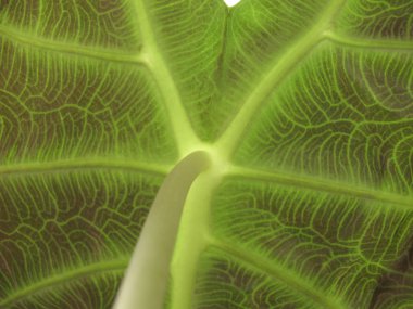 Sayfa alocasia, alt. Makro
