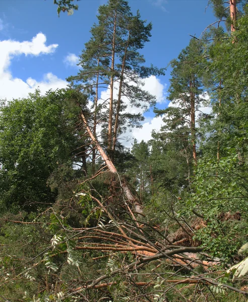 Forêt après l'ouragan Images De Stock Libres De Droits