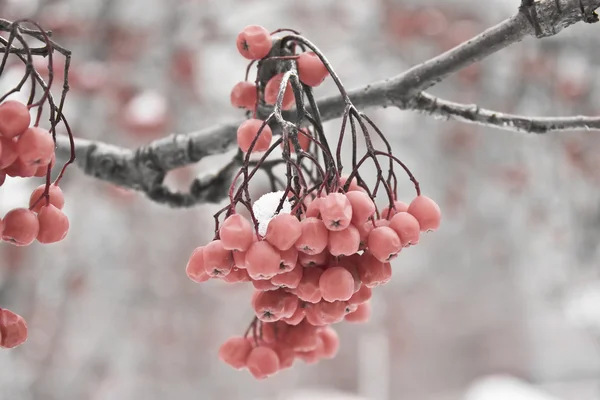 Winter ashberry — Stock Photo, Image