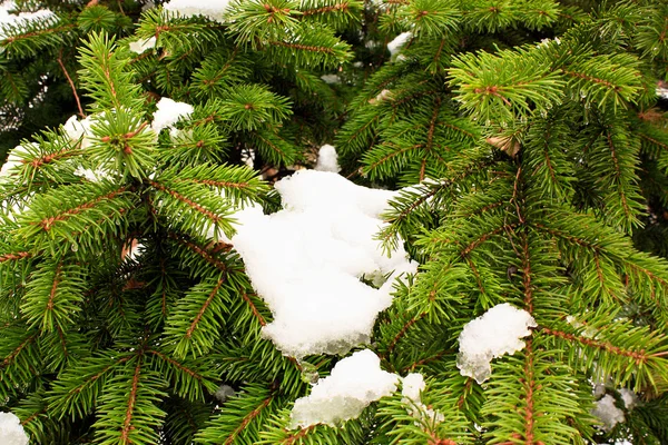 Spruce Branch — Stock Photo, Image