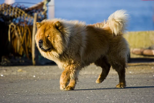 Bruine hond — Stockfoto