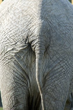 Elephant's tail clipart