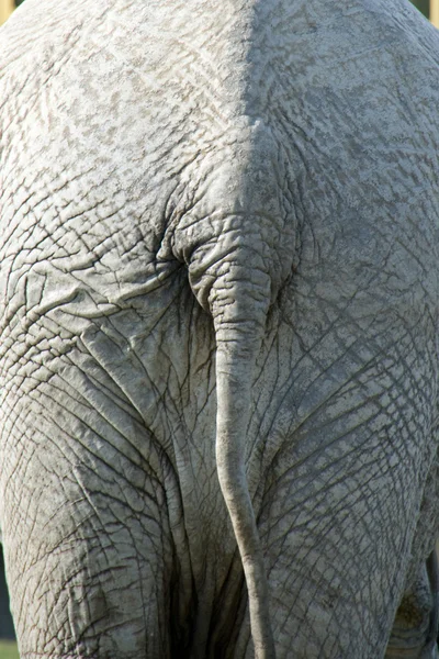 象さんの尻尾 ストック写真