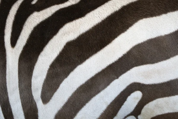 Zebra kůže Royalty Free Stock Obrázky