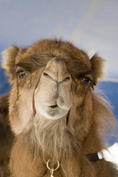 stock image Dromedary