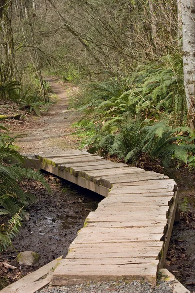 Path Bridge through Trees of Forest Stock Photo