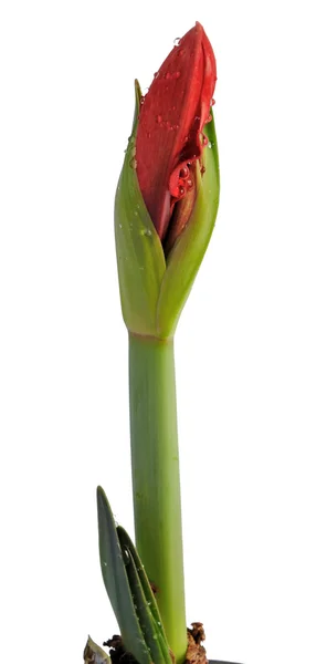 Amaryllis квітка — стокове фото