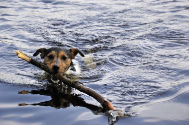 jack Russel su