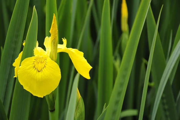Iris roseau fleur — Photo