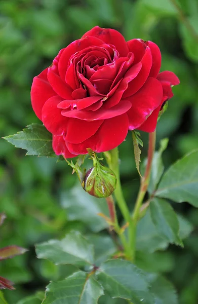 Beautiful garden rose — Stock Photo, Image