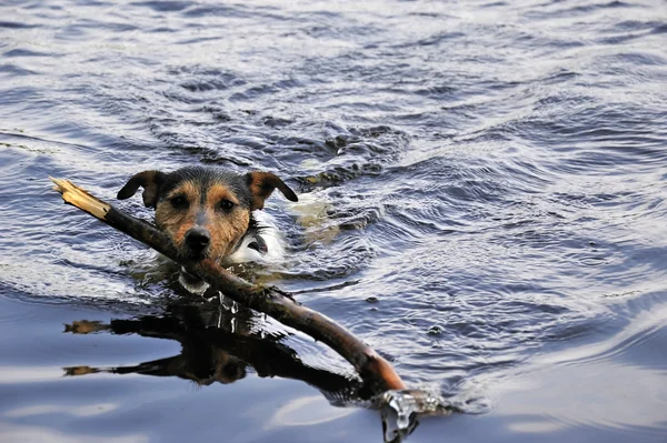 Jack Russel in water — Stock Photo, Image