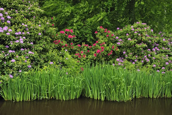 아름 다운 진달래 꽃 — 스톡 사진