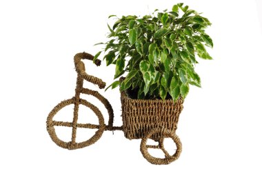 Bicycle flower pot clipart