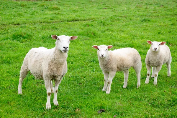 stock image European sheep