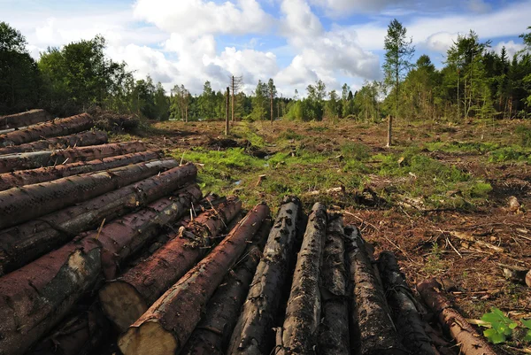 Floresta destruída — Fotografia de Stock