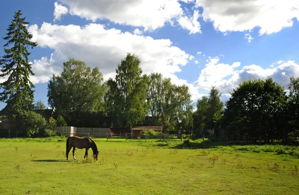 Zweedse boerderij met Arabische paard — Stockfoto