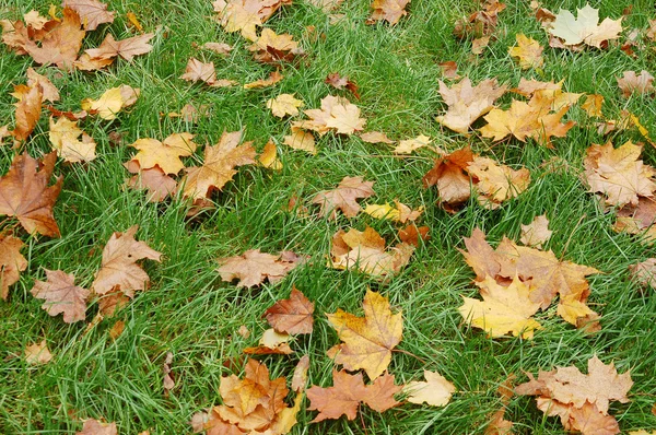 stock image Yellow lives on green grass