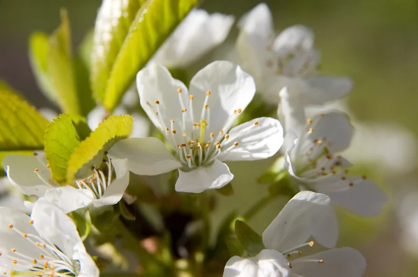 stock image Cherry flowers