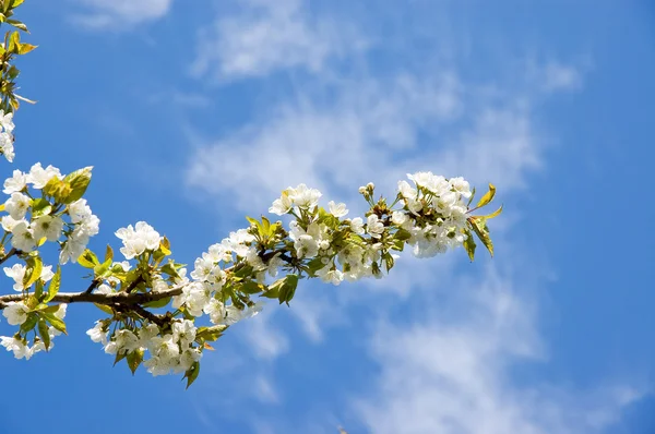 stock image Cherry flowers