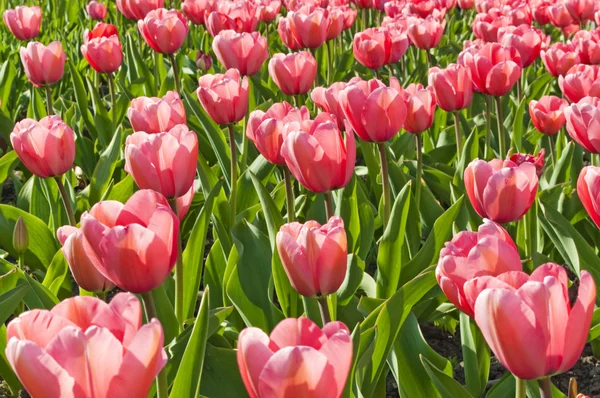 stock image Tulips