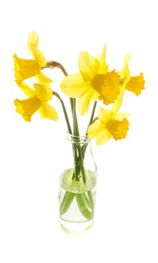 Dafodils