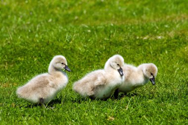 Cygnets